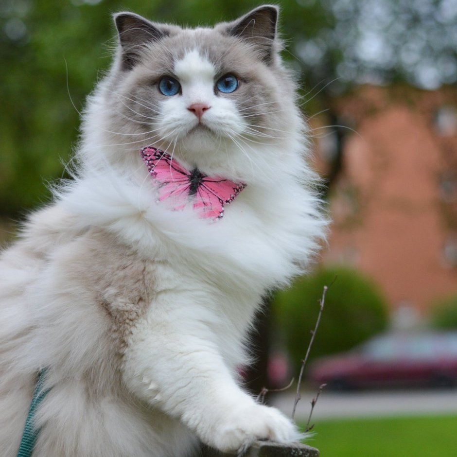Сиамский Рэгдолл