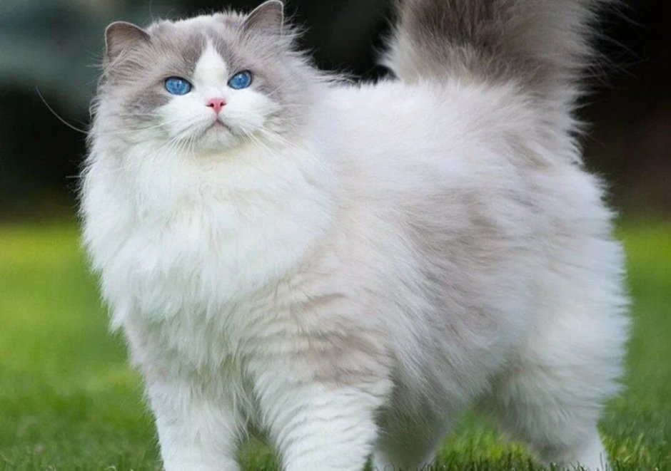 Бирманская кошка