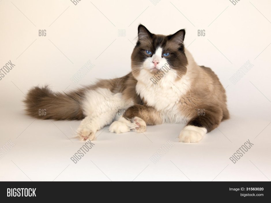 Сиамская кошка Рэгдолл