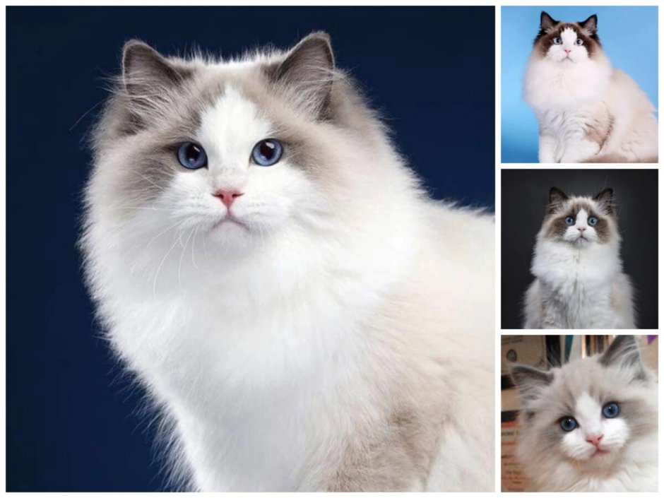 Рэгдолл кошка короткошерстная