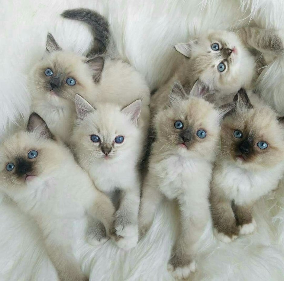 Кошка Аврора Рэгдолл