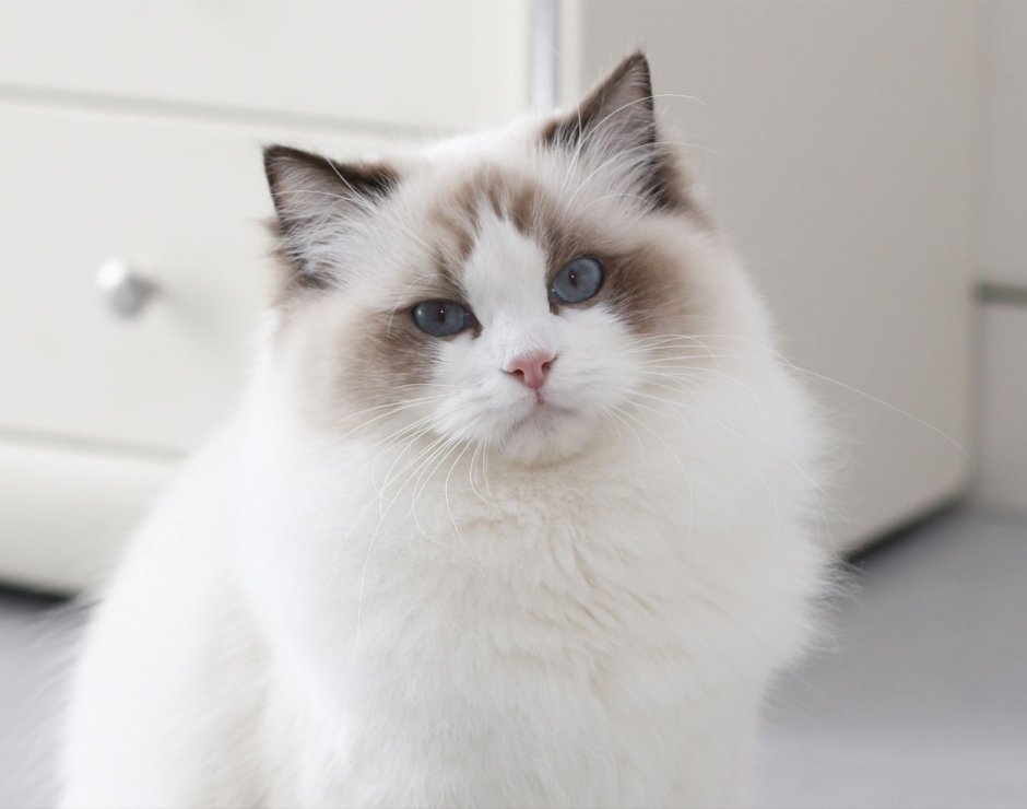 Seal point Ragdoll Cat
