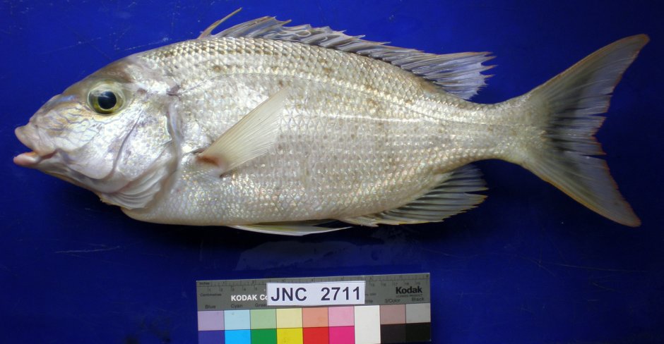 Блестящий Император или зеленый окунь, Lethrinus nebulosus