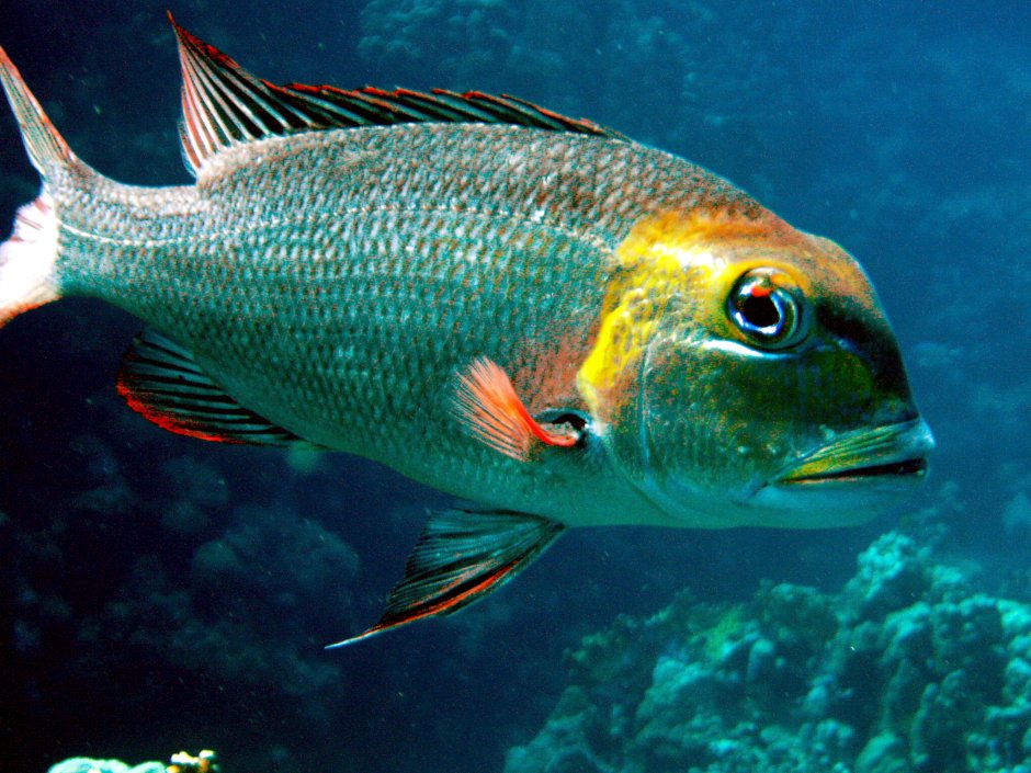 Scolopsis cancellatus latticed Monocle Bream