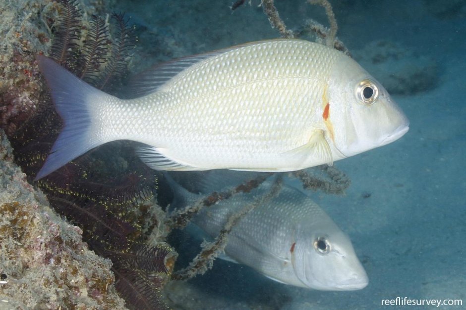 Monotaxis grandoculis
