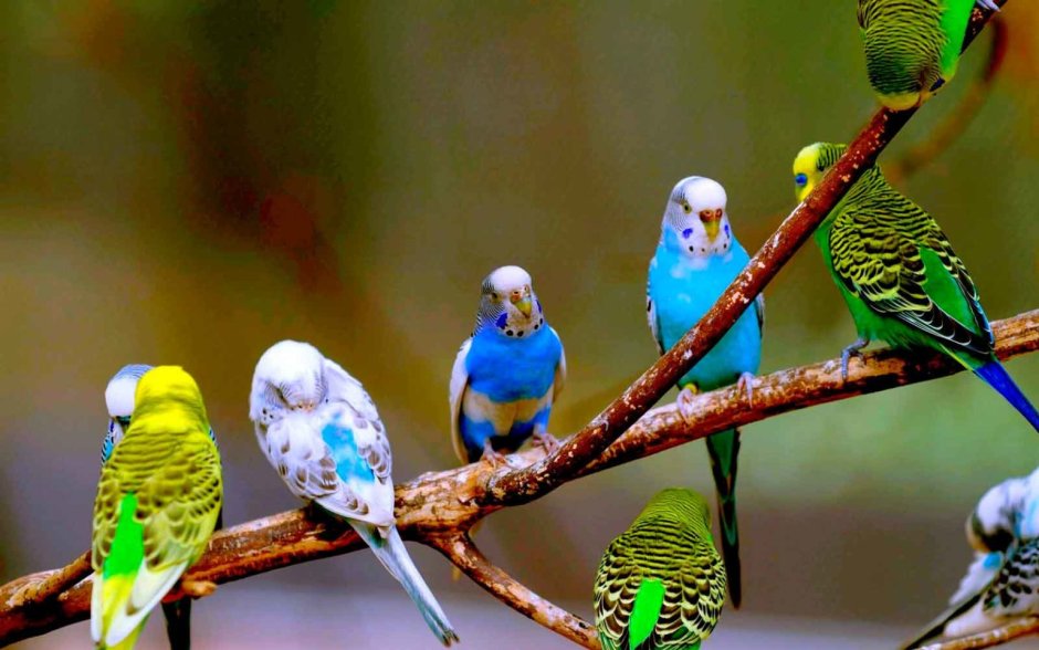 Попугайчик волнистый (Melopsittacus undulatus)