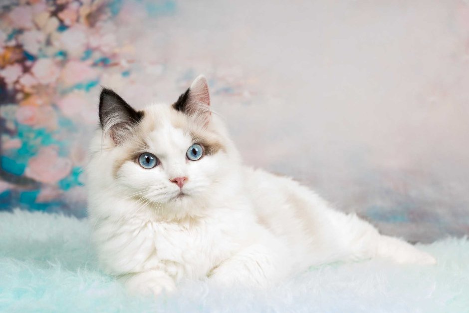 Котята породы Рэгдолл