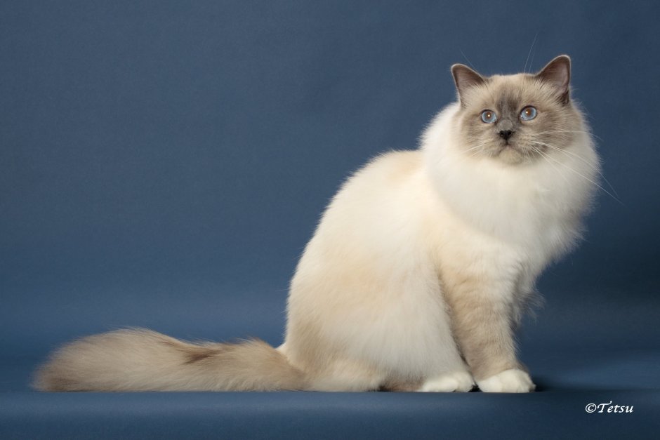 Рэгдолл кошка короткошерстная