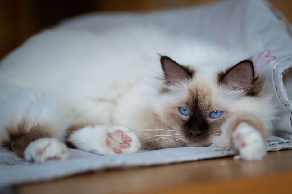 Рэгдолл кошка