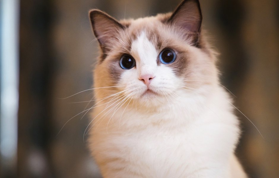 Кот Рэгдолл белый