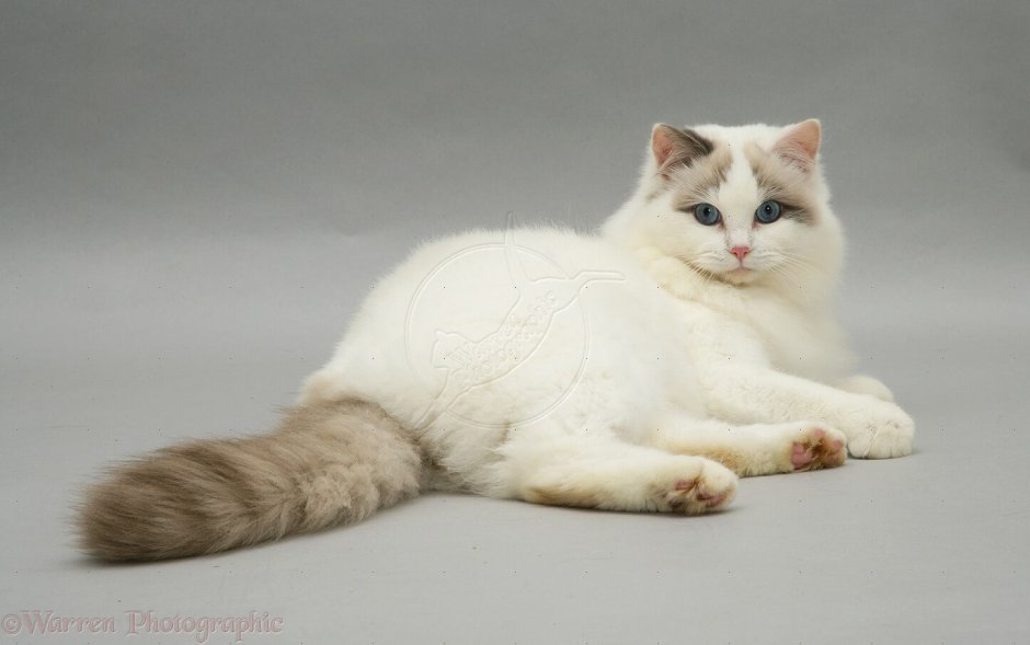Ragdoll порода кошек