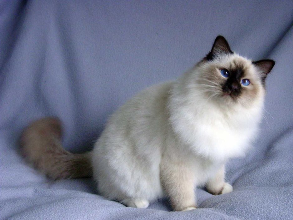 Рэгдолл кошка