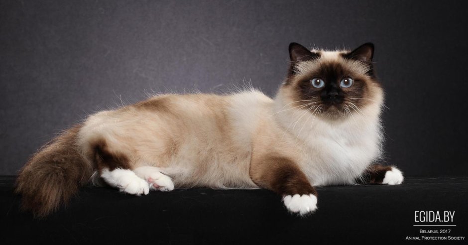 Балинезийская кошка