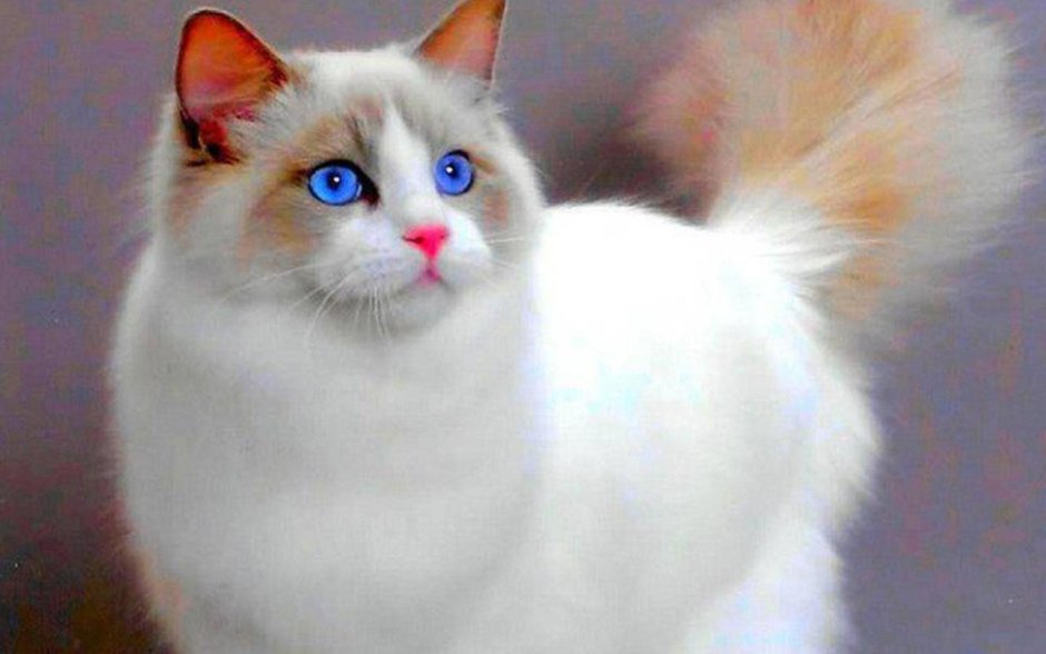Сибирская кошка
