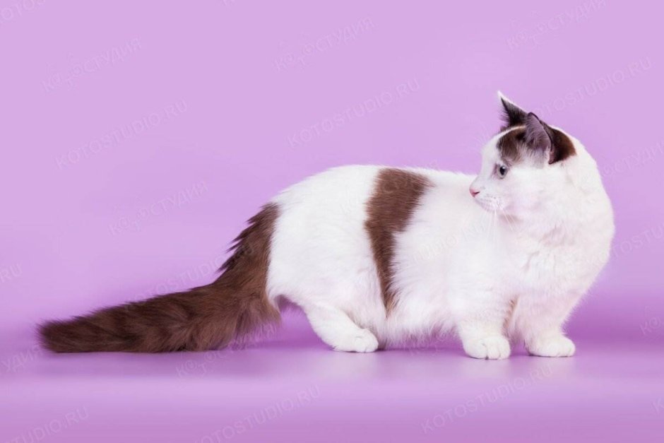 Кошка Рэгдолл голубоглазый