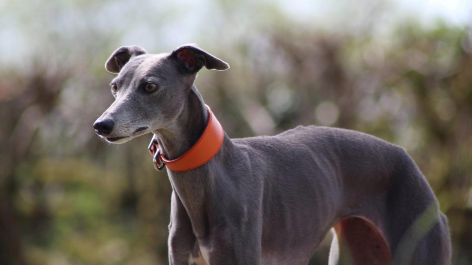 Мраморная Левретка