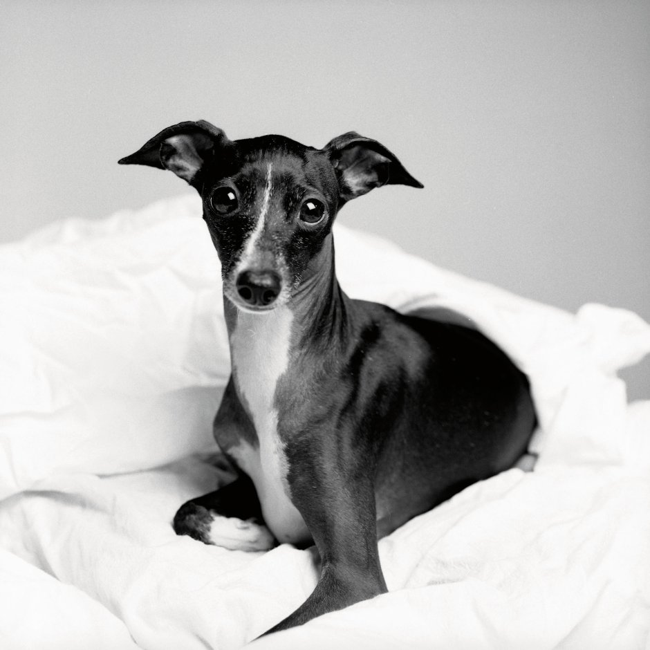 Левретка хохлатая