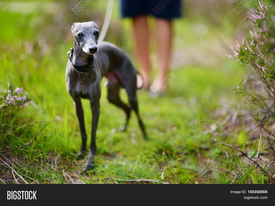 Левретка и волкодав