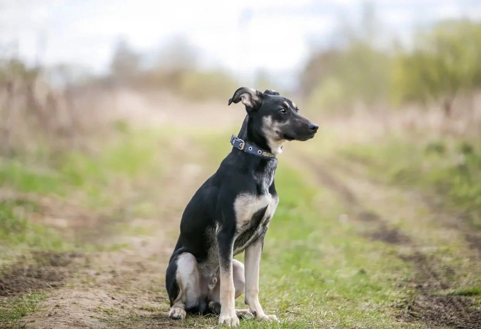 Помесь левретки