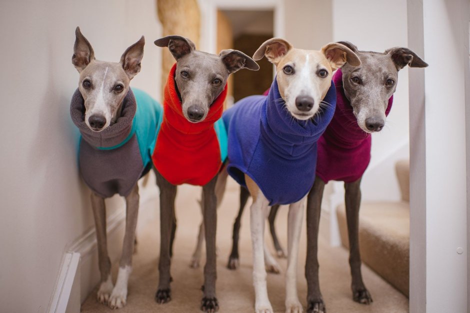 Серо голубой Уиппет