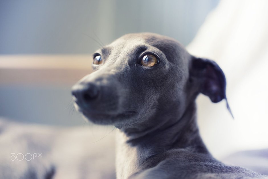 Левретка черно белая