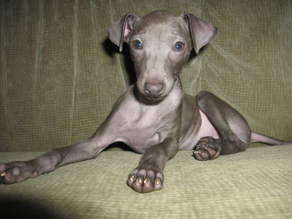 Малая итальянская борзая питомник