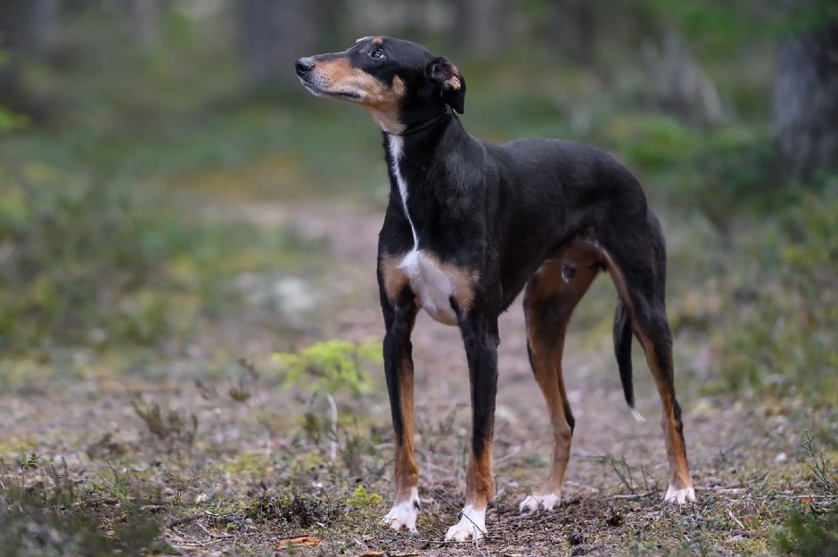 Левретка и русская псовая борзая