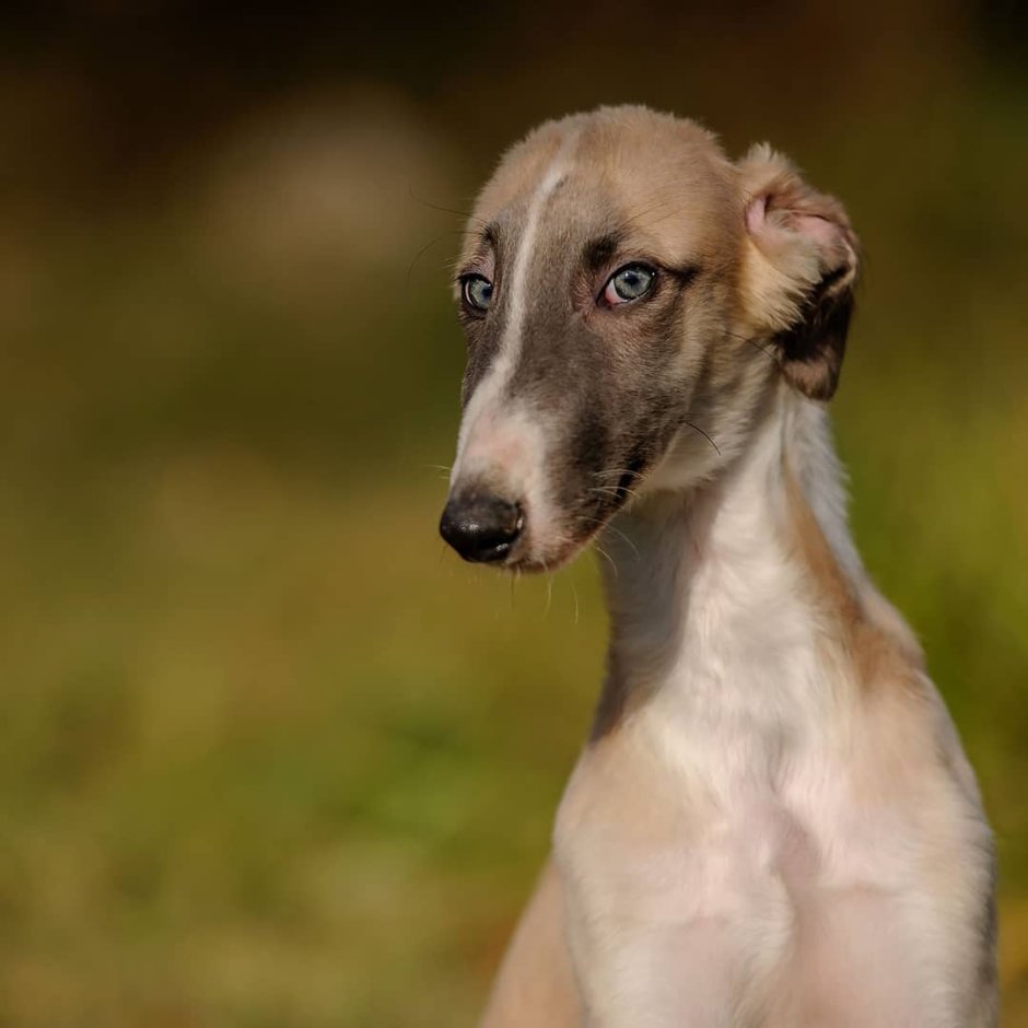 Уиппет ошейник