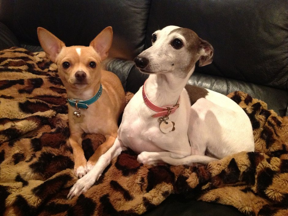 Левретка в профиль