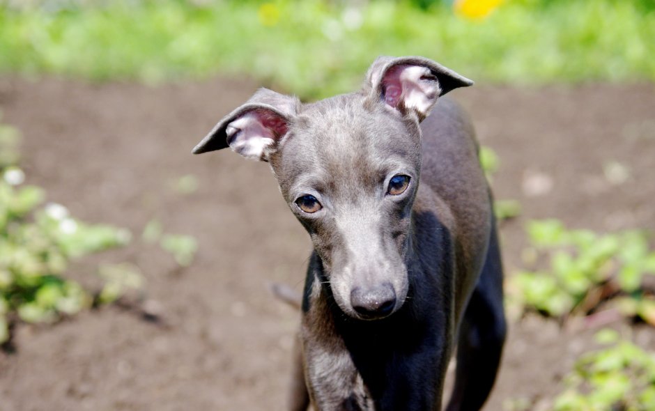 Красивый ошейник для Уиппет