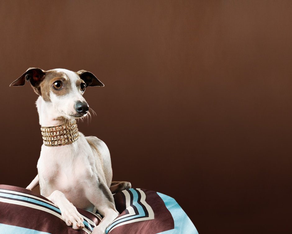 Левретка и Джек Рассел