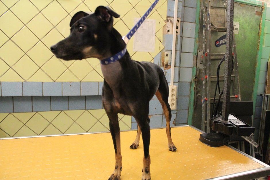 Левретка черная бархатная