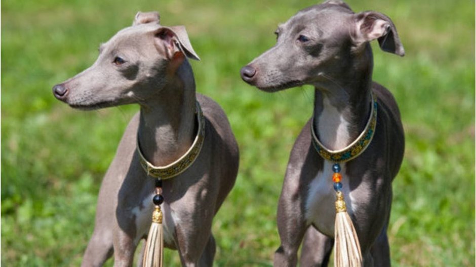 Щенок метис левретки