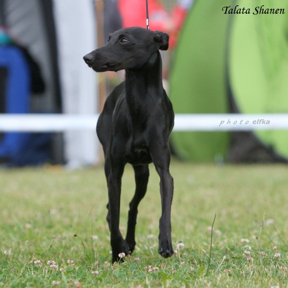 Пинчер Левретка