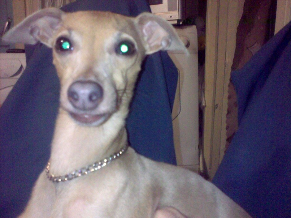 Левретка и такса