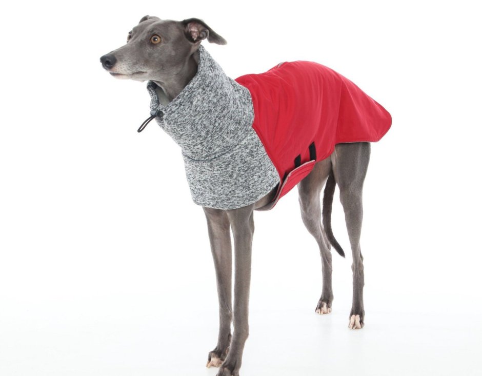 Грейхаунд Левретка + овчарка