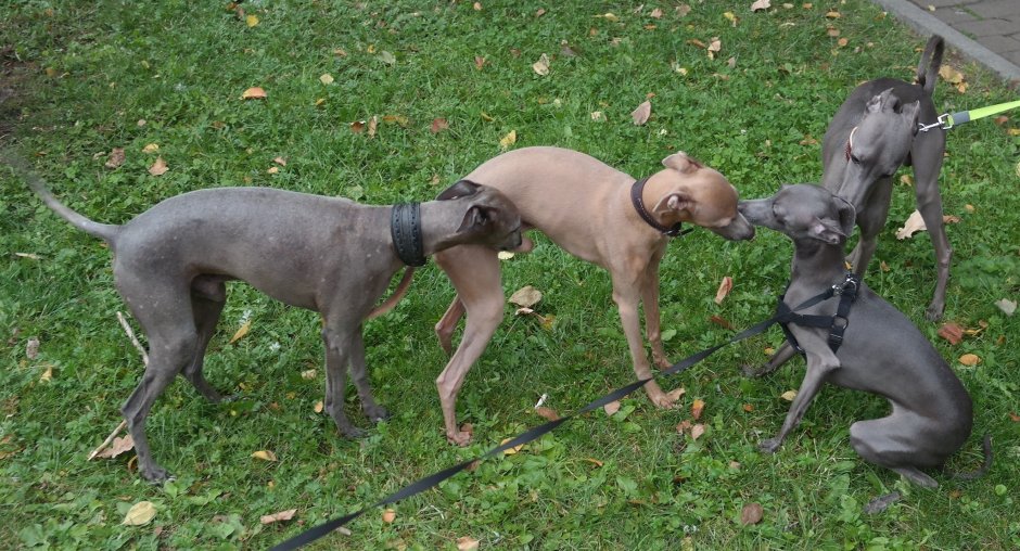 Испанская борзая Кетама