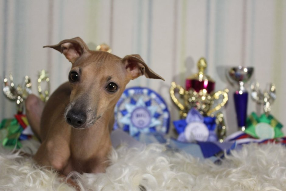 Greyhound Vintage photo