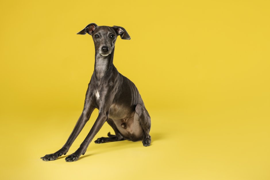 Уиппет черный окрас