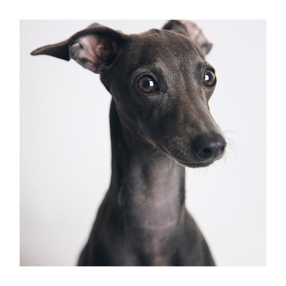 Метис той терьера и левретки