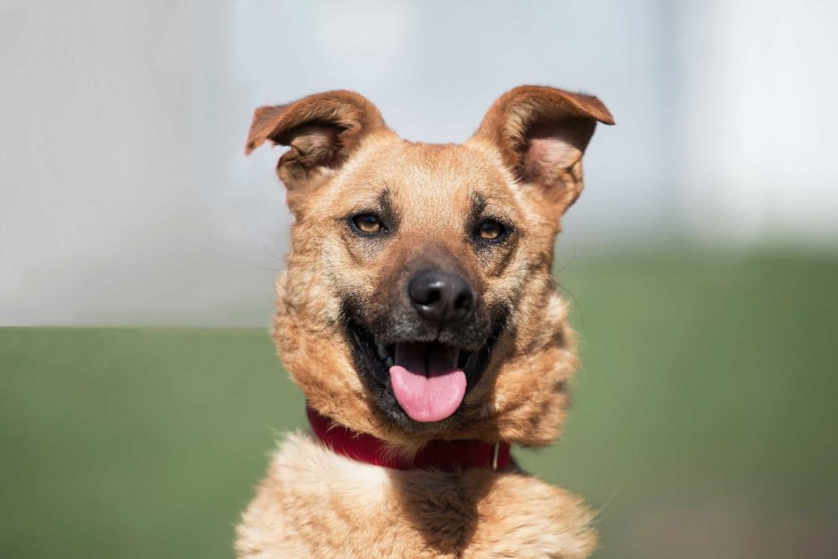 Уиппет в одежде