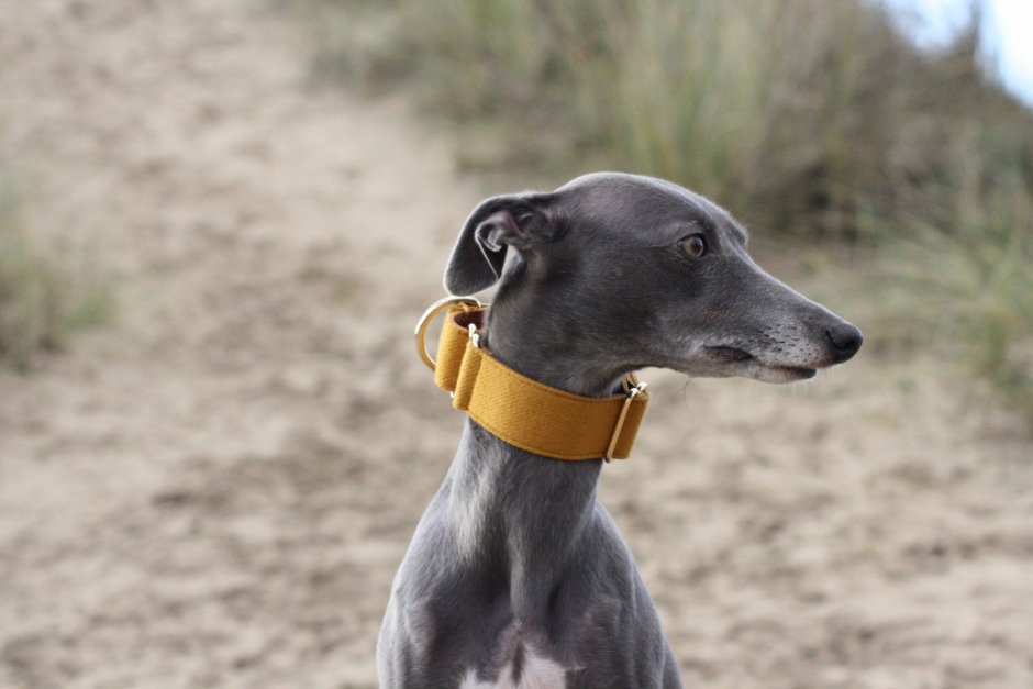 Левретка справляет нужду