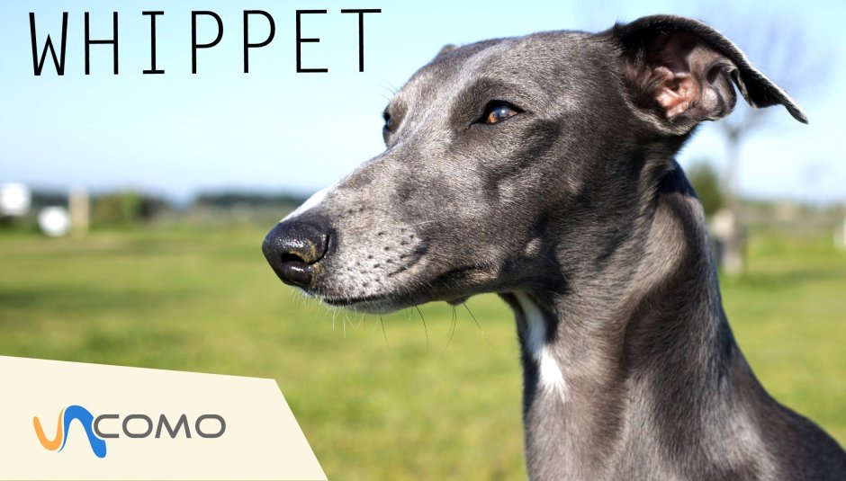 Левретка той терьер