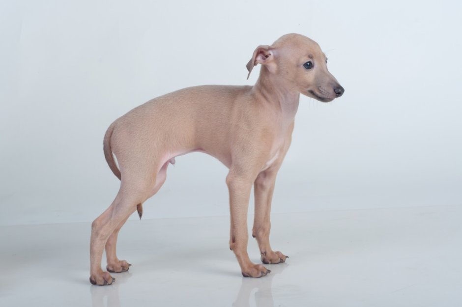 Мраморная Левретка