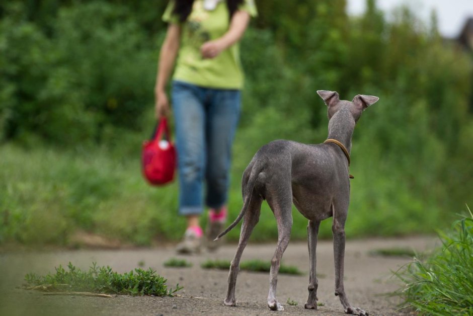 Левретка порода собак