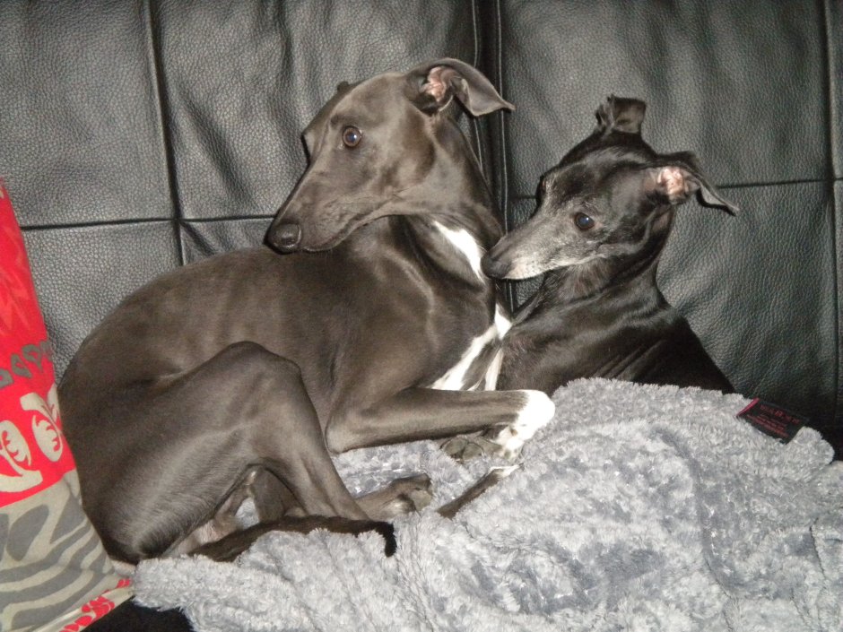 Изображение собаки без фона Левретка