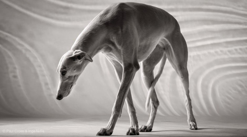 Уиппет помесь с дворнягой