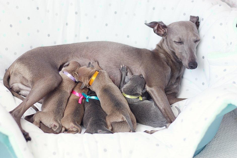 Левретка в одежде