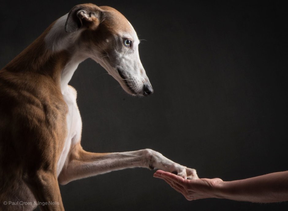 Грейхаунд терьер