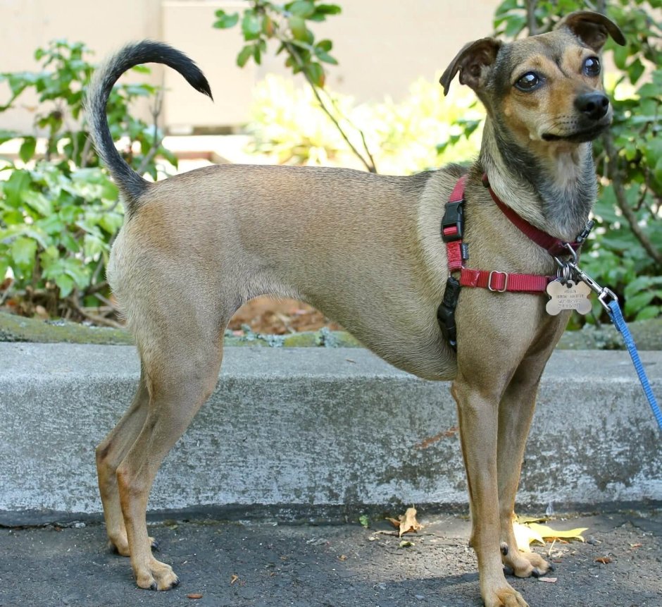 Грейхаунд метис